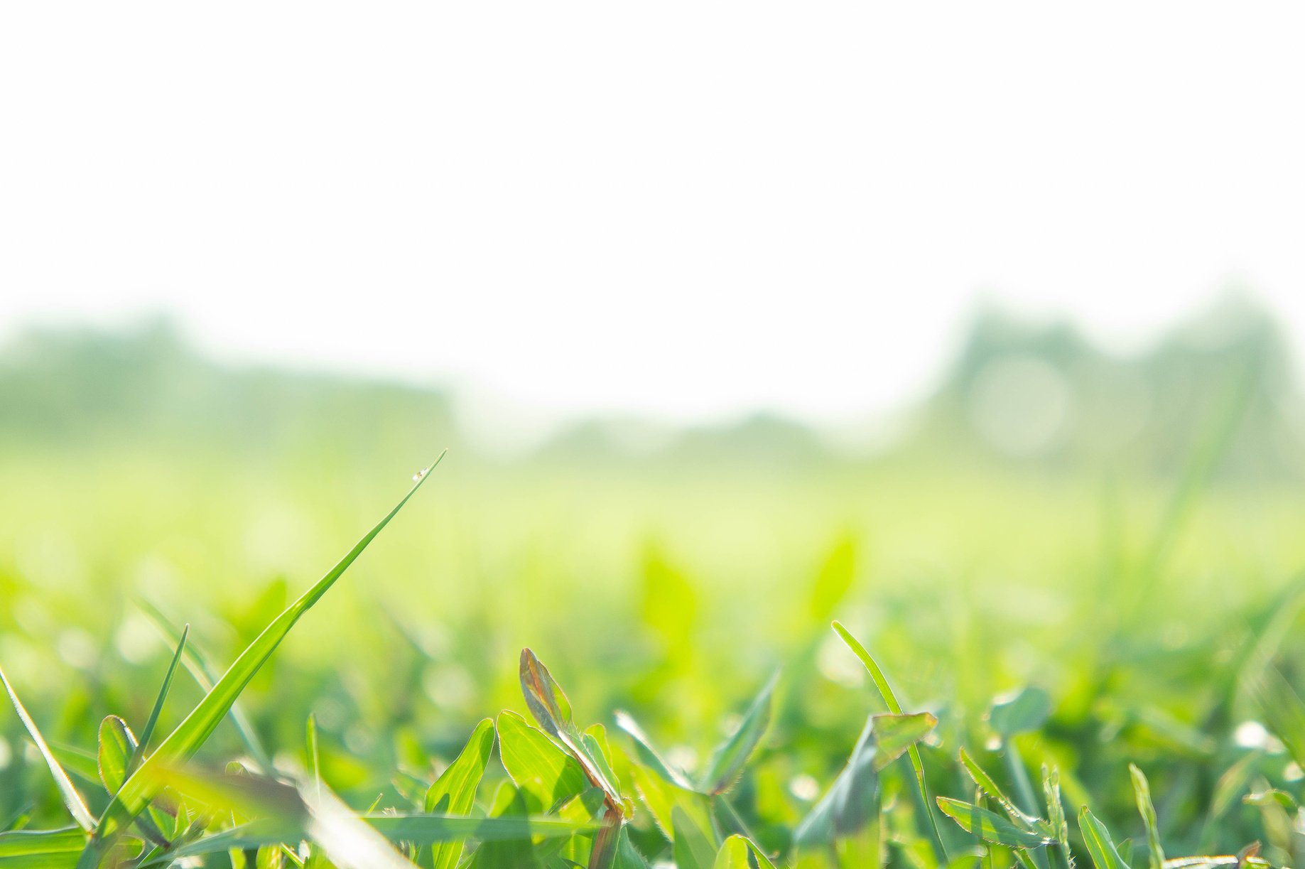 Grass field sunshine field ,greensward